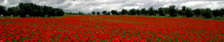 Homeopatía según el Dr. Samuel Hahnemann